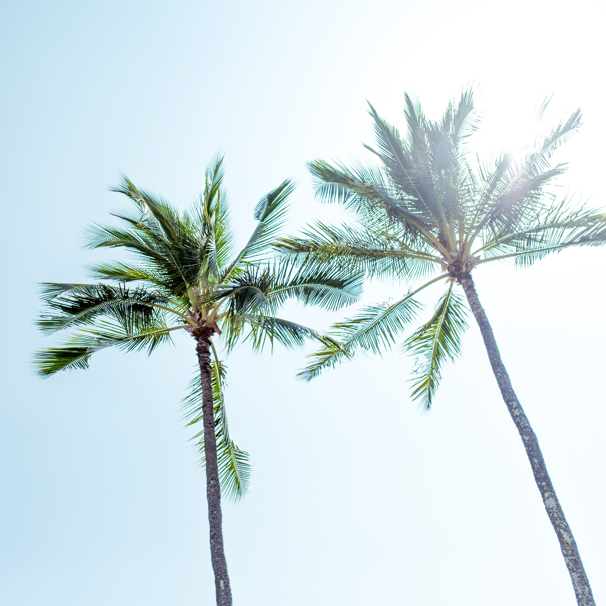 SATARA-PALMS.png