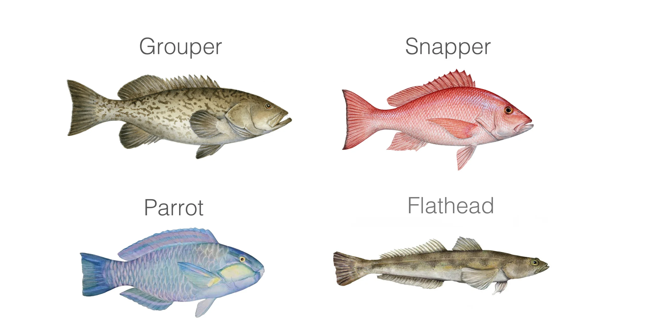 Target Fish Species in Singapore East Coast waters, Grouper, Snapper, Parrot, Flatheads fish