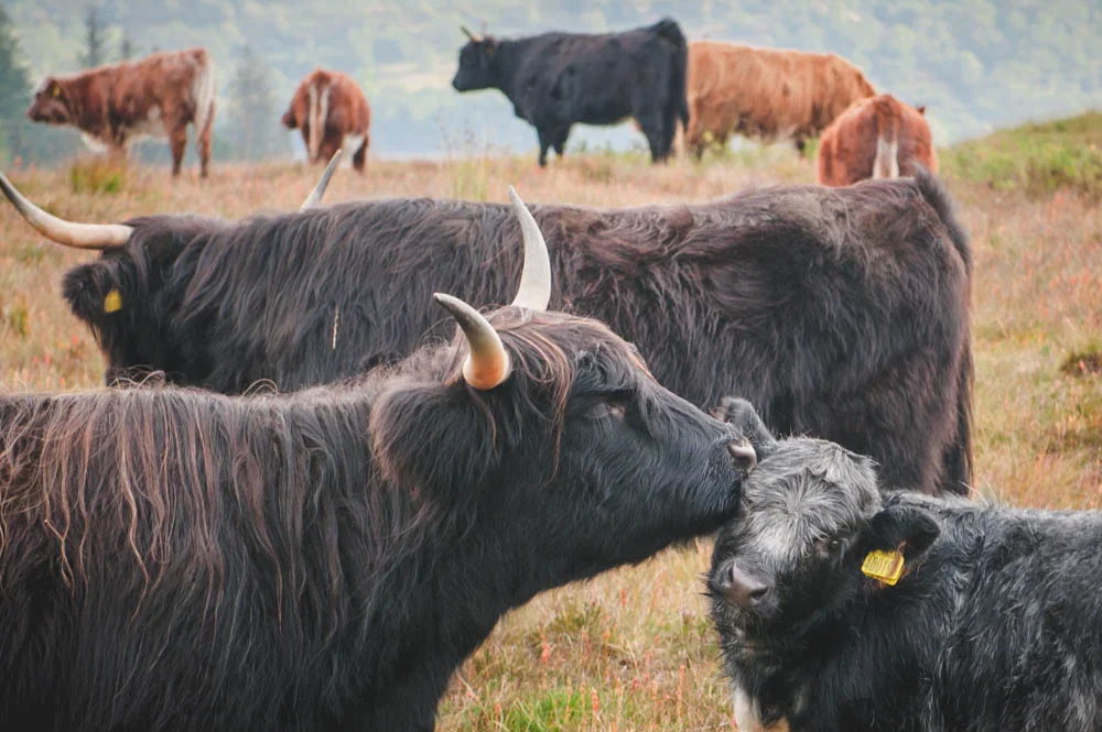 Highland-Cows-Inversnaid.jpg