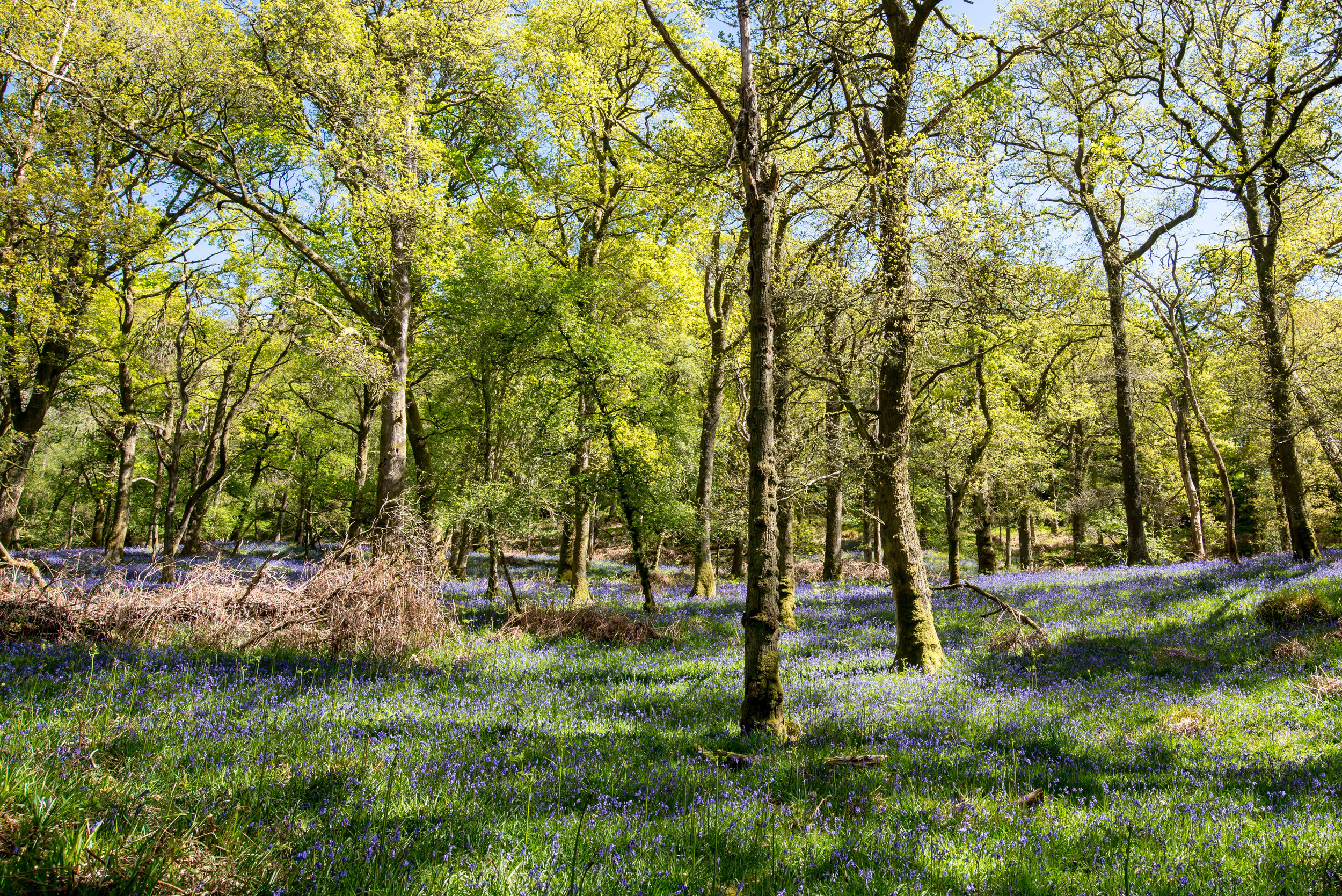 Bluebells on Inchcailloch Island