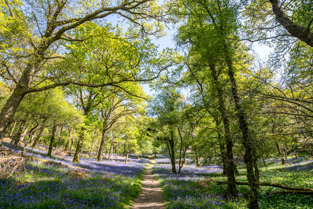 Central Path, Inchcailloch Island 