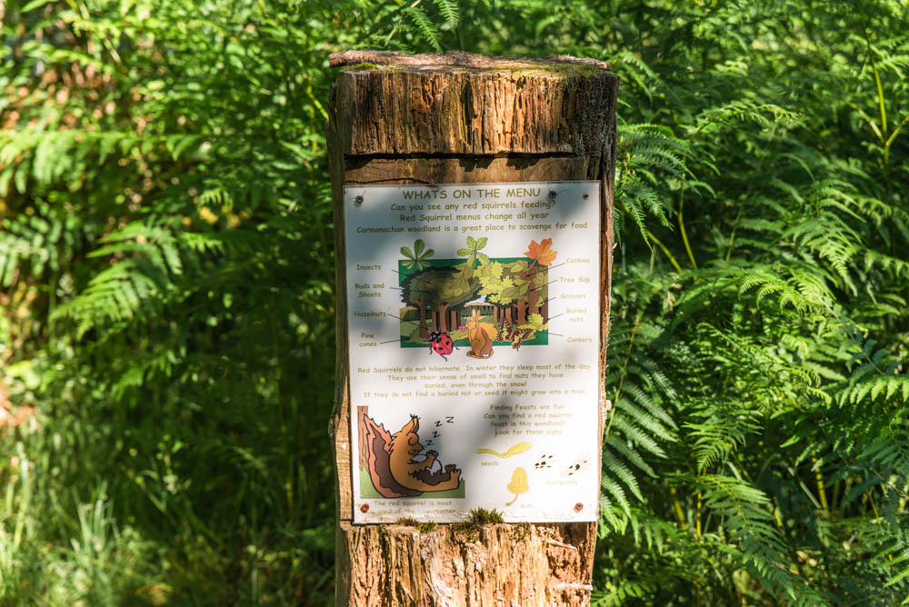 Cormonachan-Woodlands-Red-Squirrels-Loch-Goil-16.jpg