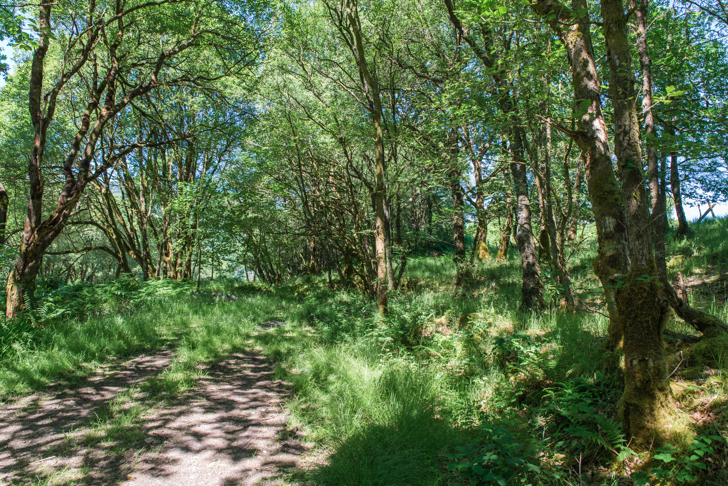 An improved pathway is needed, especially for muddy conditions