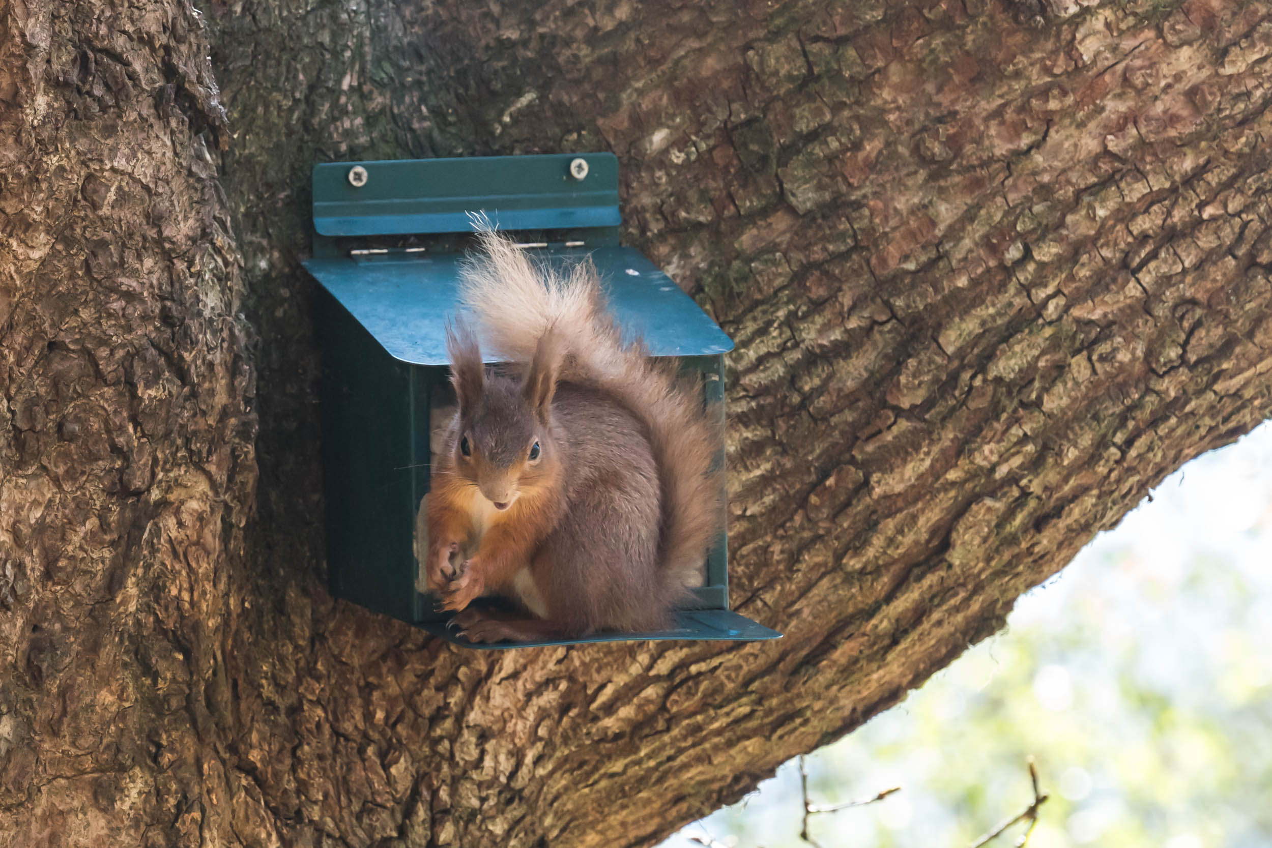 Red-Squirrels-Cormonachan-Woodlands-01444.jpg