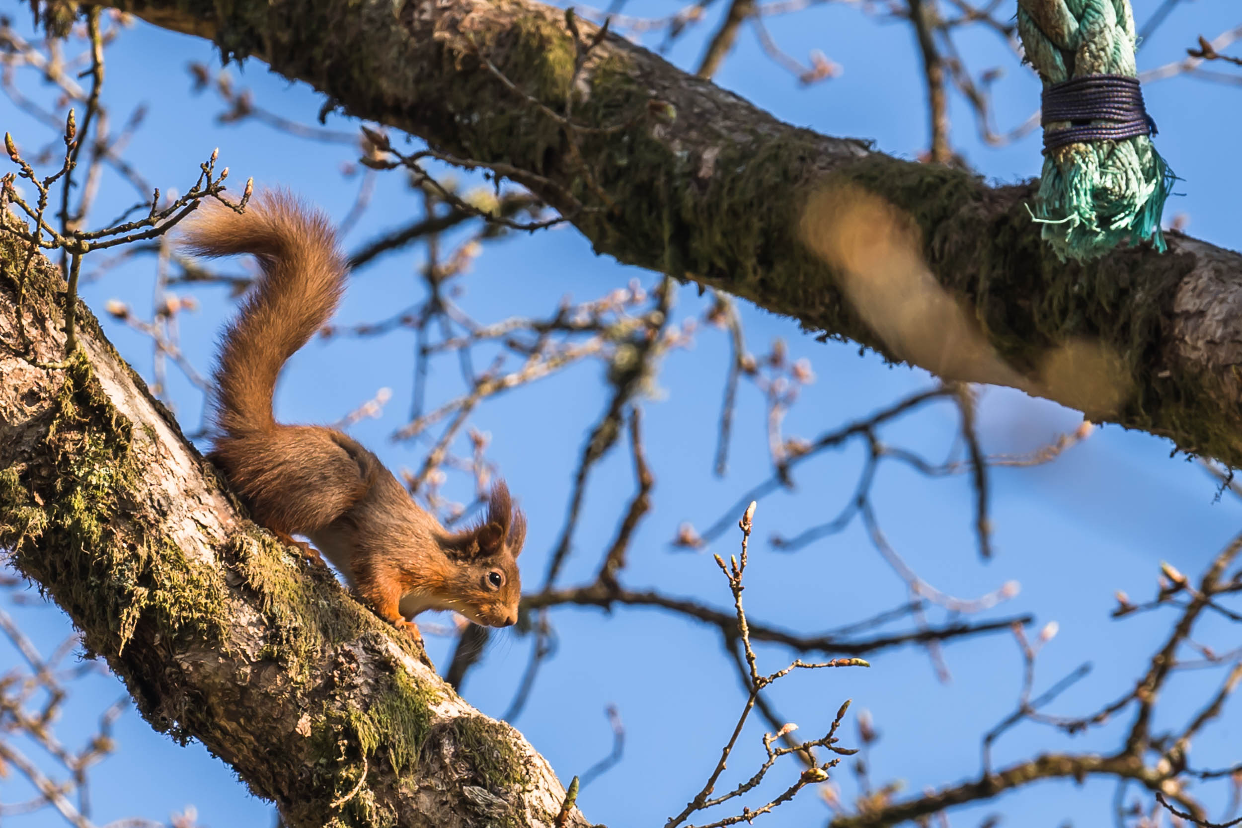 Red-Squirrels-Cormonachan-Woodlands-01326.jpg