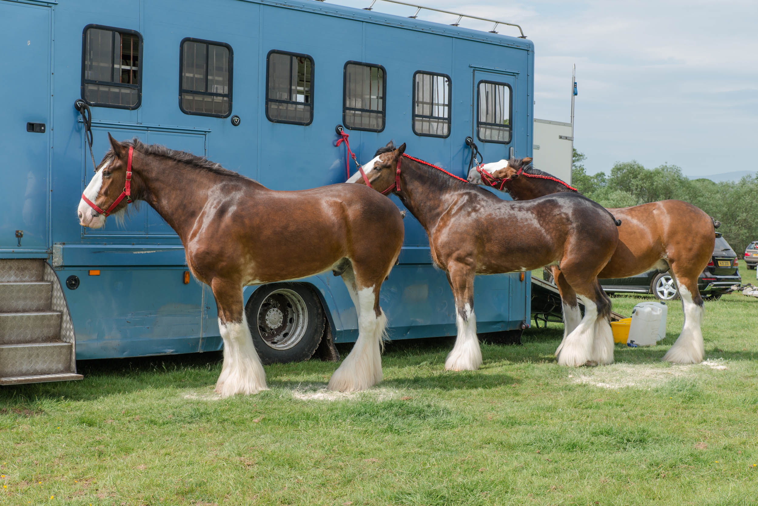 Drymen Show Clydesdale Horses