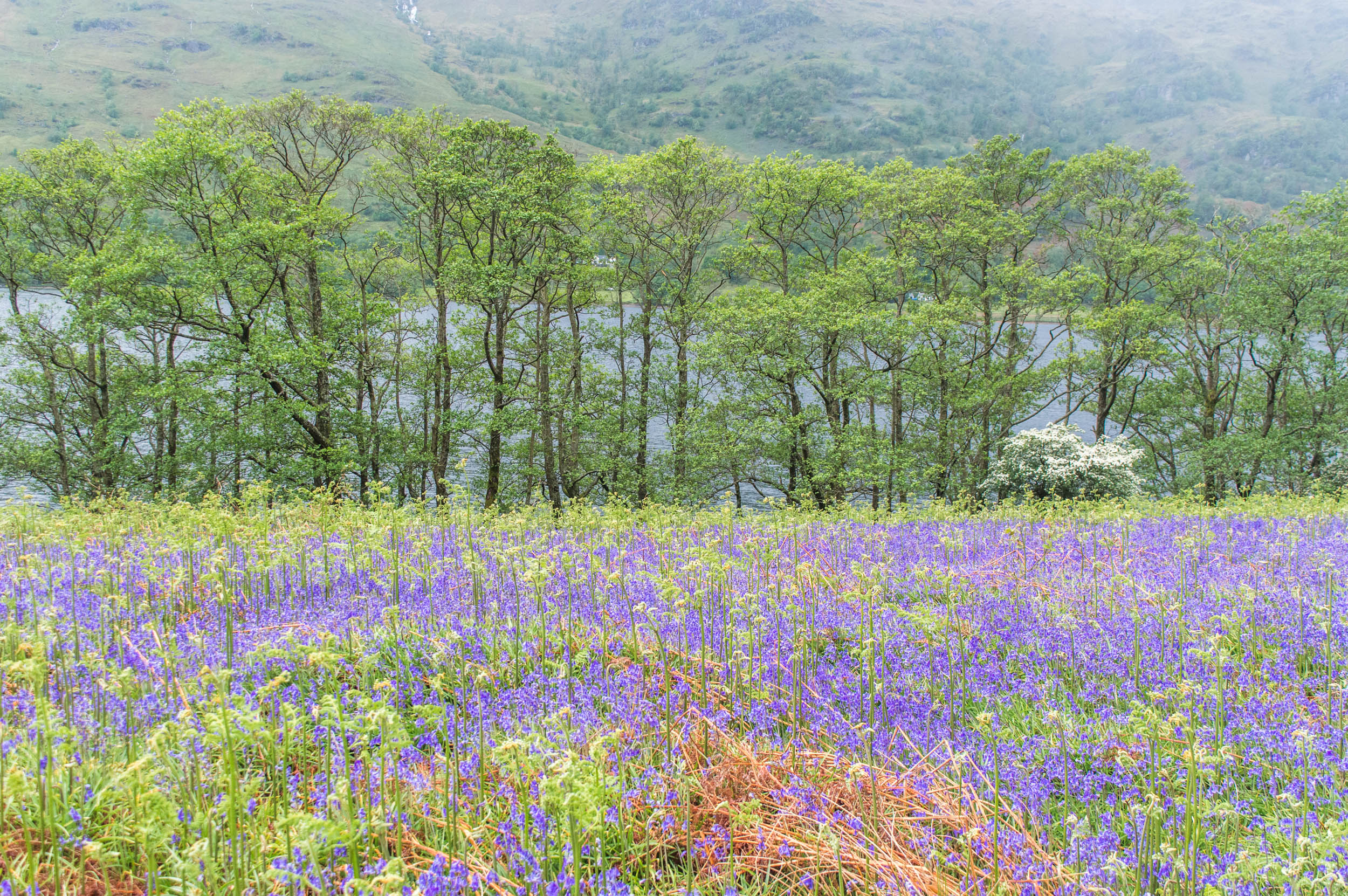 Eastern Shores of Loch Lomond