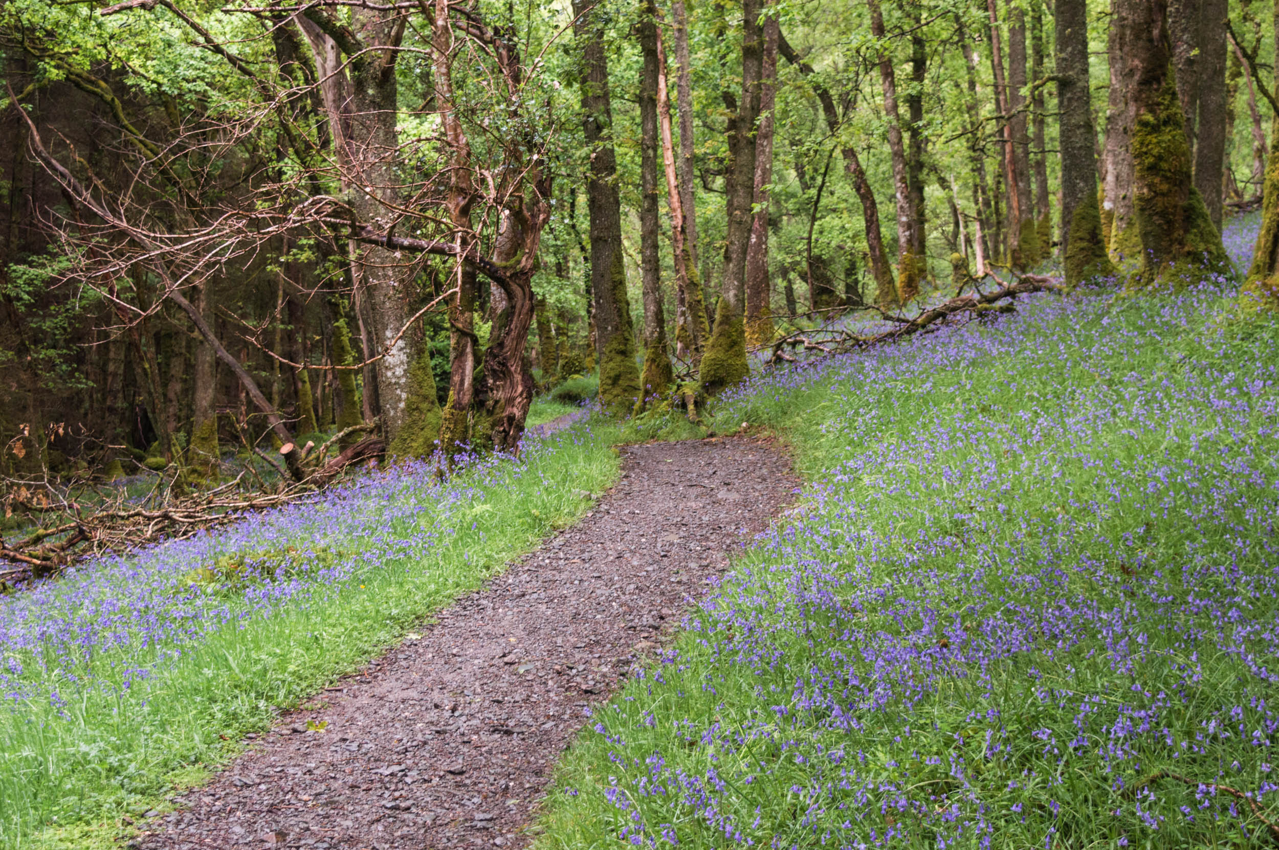 West Highland Way, Trossachs