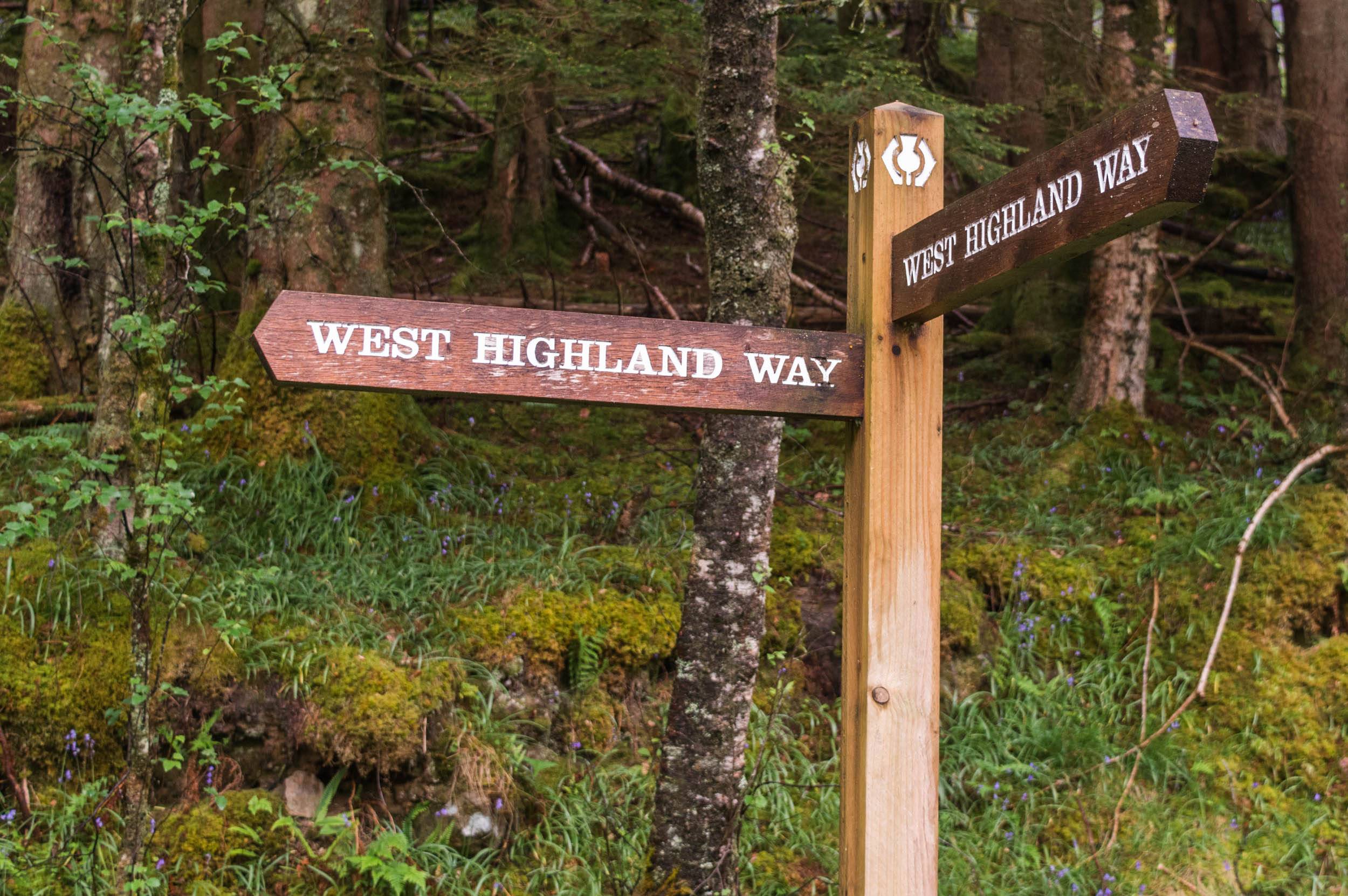 Rowardennan-West-Highland-Way-0079.jpg