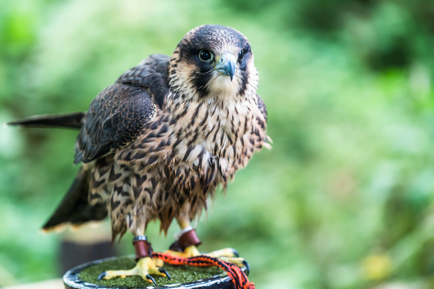 Loch Lomond Bird of Prey Centre