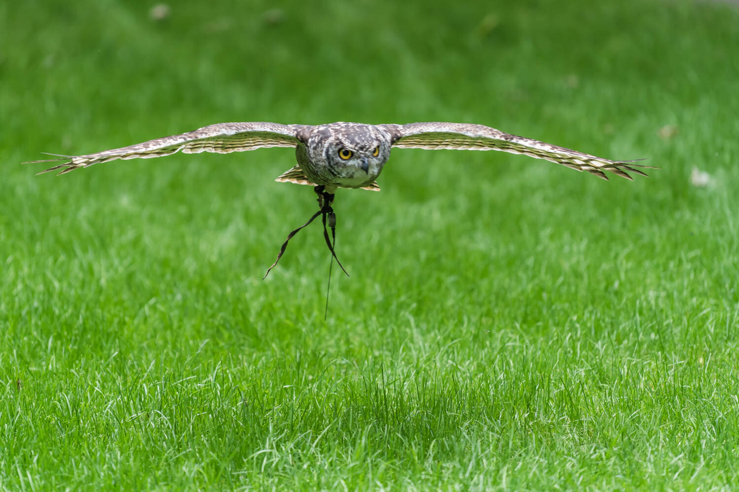 Loch Lomond Bird of Prey Centre