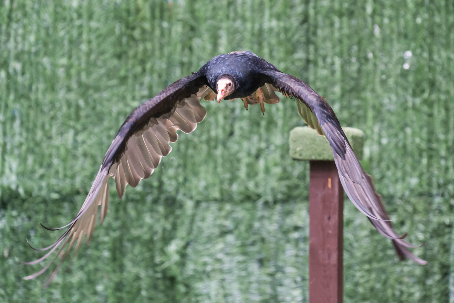 Loch Lomond Bird of Prey Centre