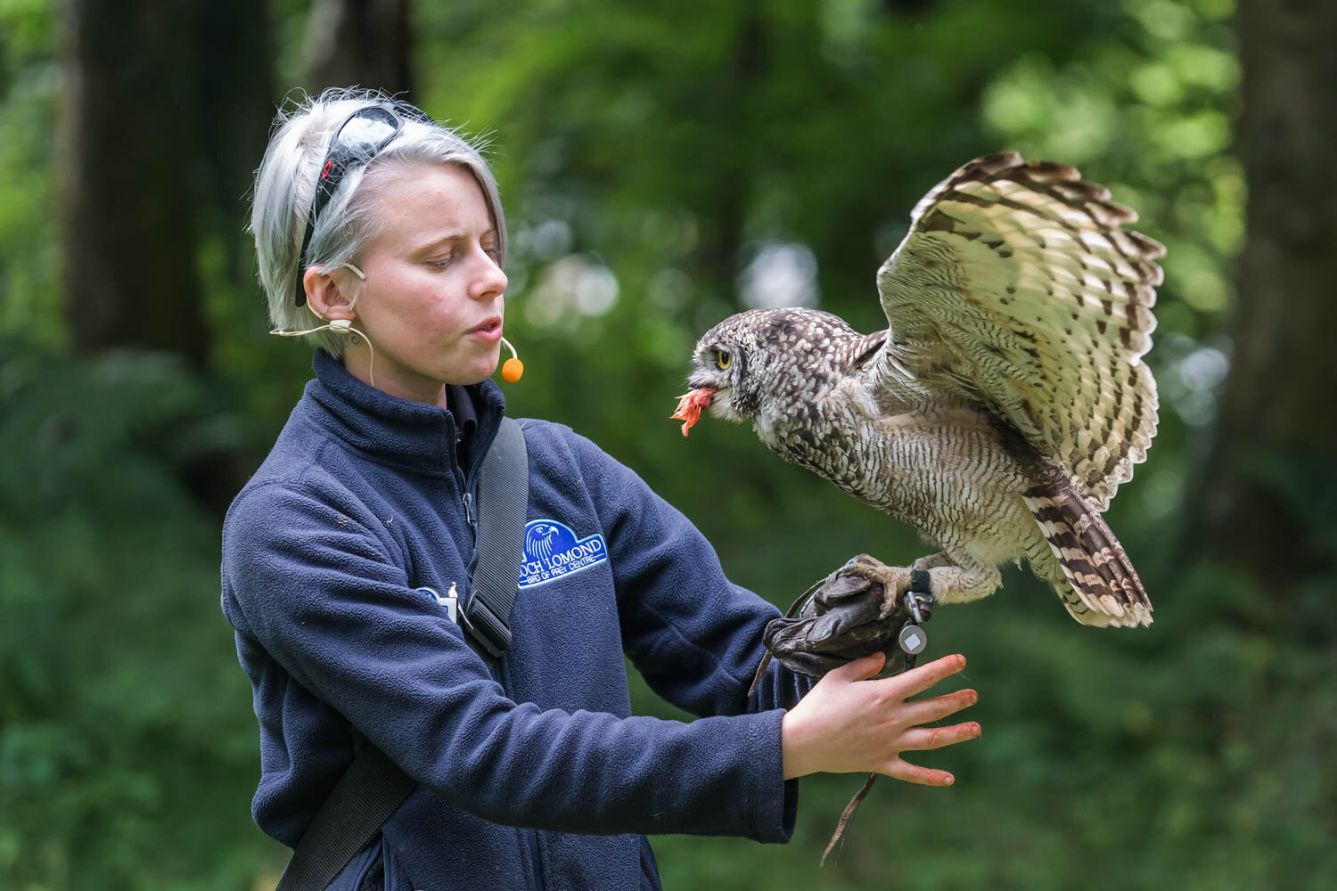 Loch Lomond Bird of Prey Centre — See Loch Lomond :: What to do in Loch  Lomond and Trossachs