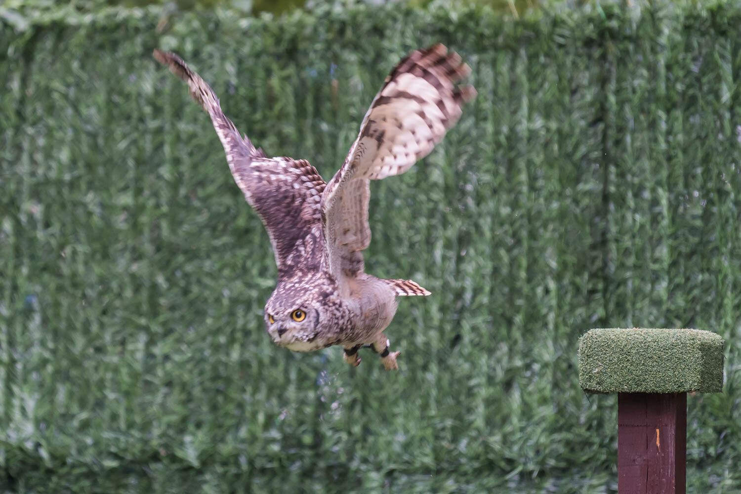 Loch Lomond Bird of Prey Centre - Loch Lomond