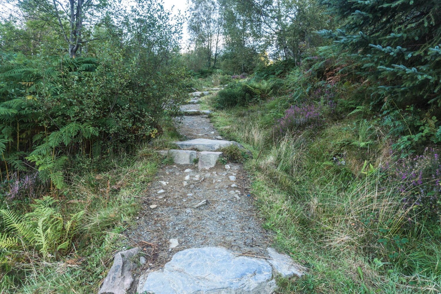 Ben Lomond Pathway 