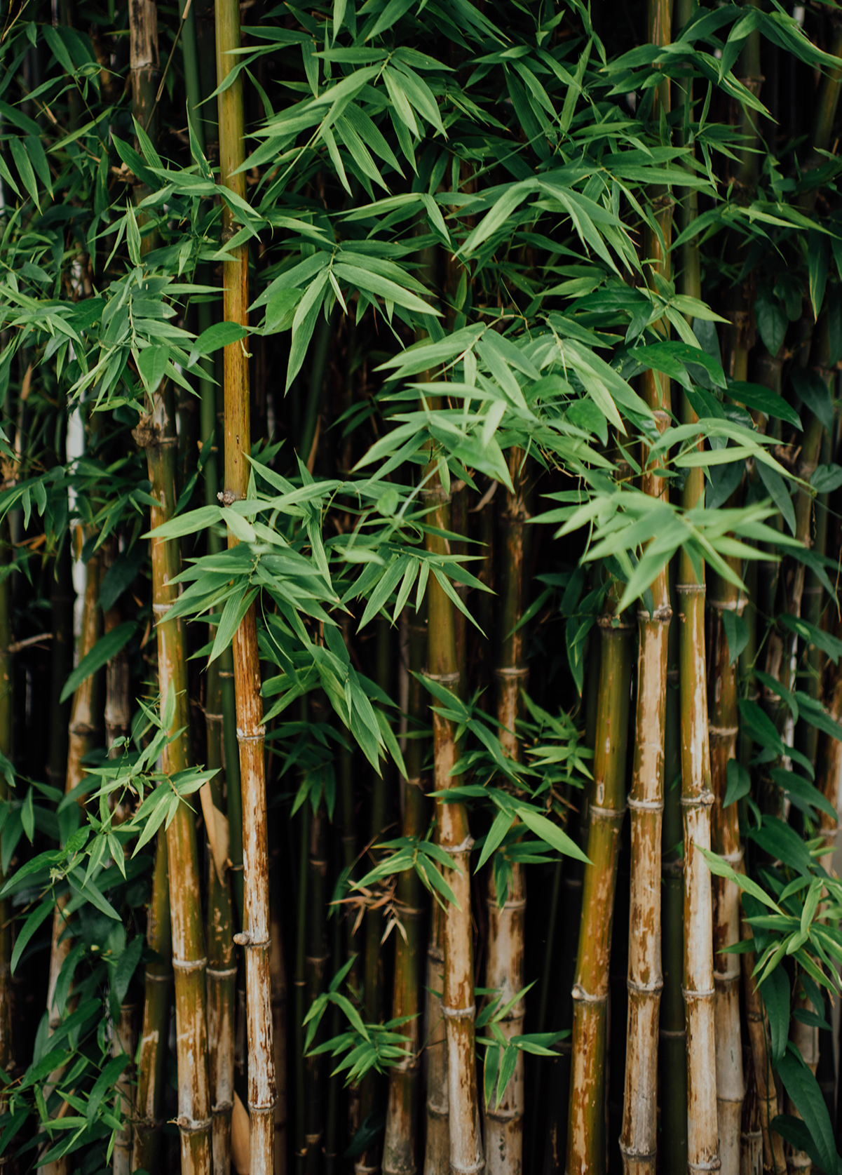 Bamboo Straw, Eco Friendly and Zero Waste