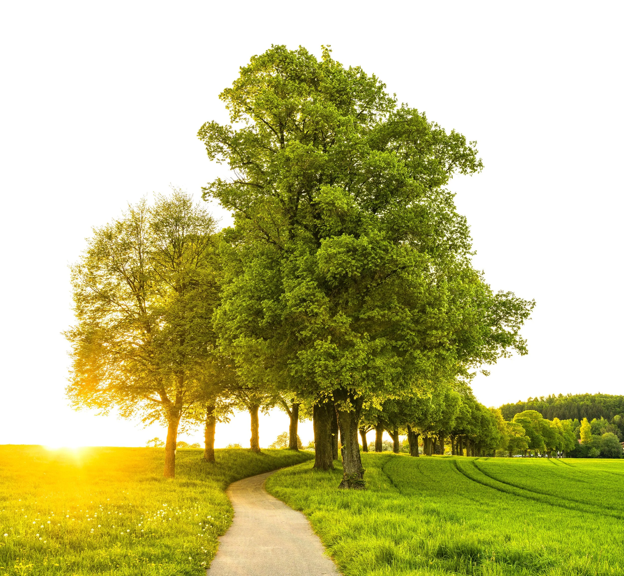 bright-conifer-countryside-1080400.jpg