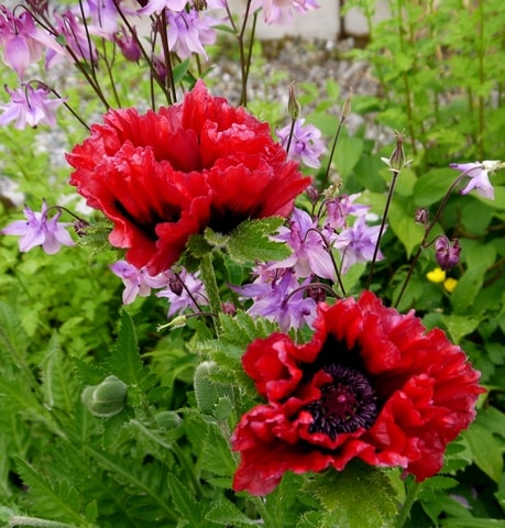 Patty's Plum poppy c r-min.JPG