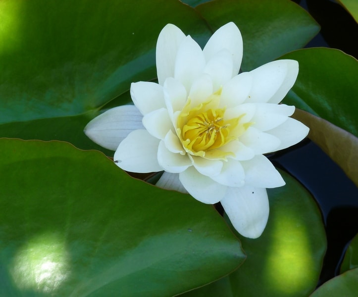 Water lily webs-min.jpg