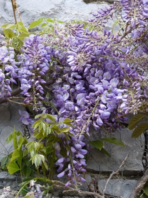 wisteria webs.JPG