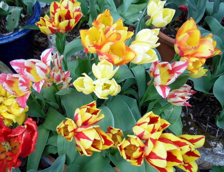 Yellow tulips webs-min.JPG