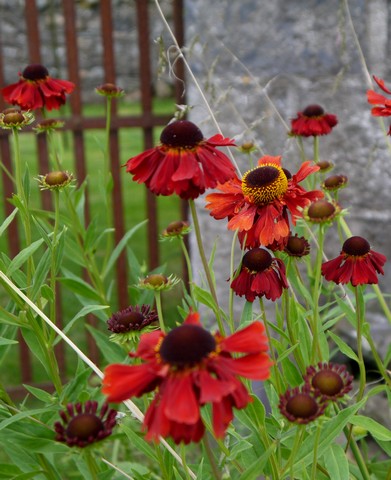 Helenium Moorheim Beauty slideshow r.jpg