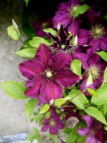 SGS Clematis Niobe.r JPG.JPG