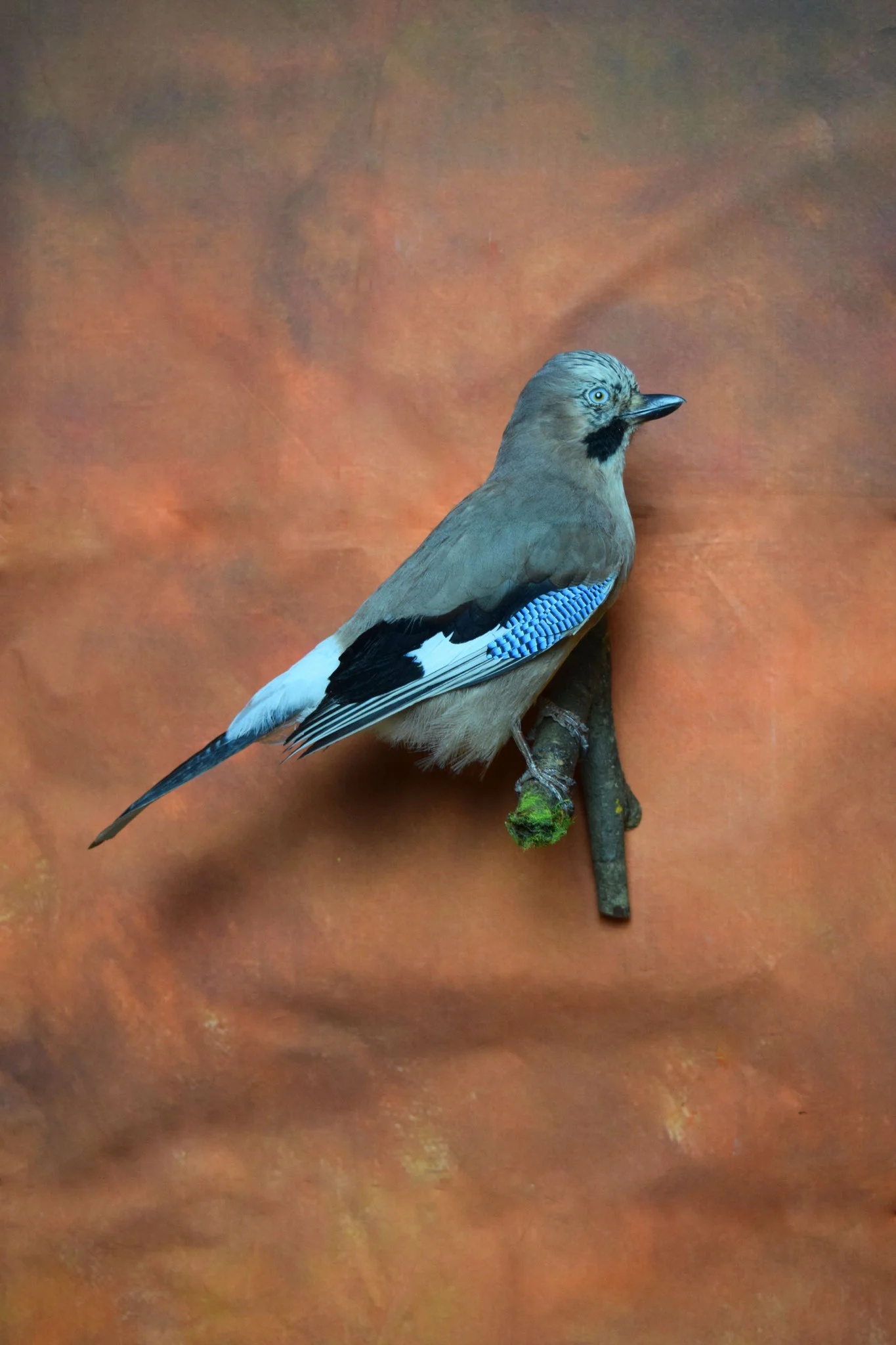 Bird.jpg