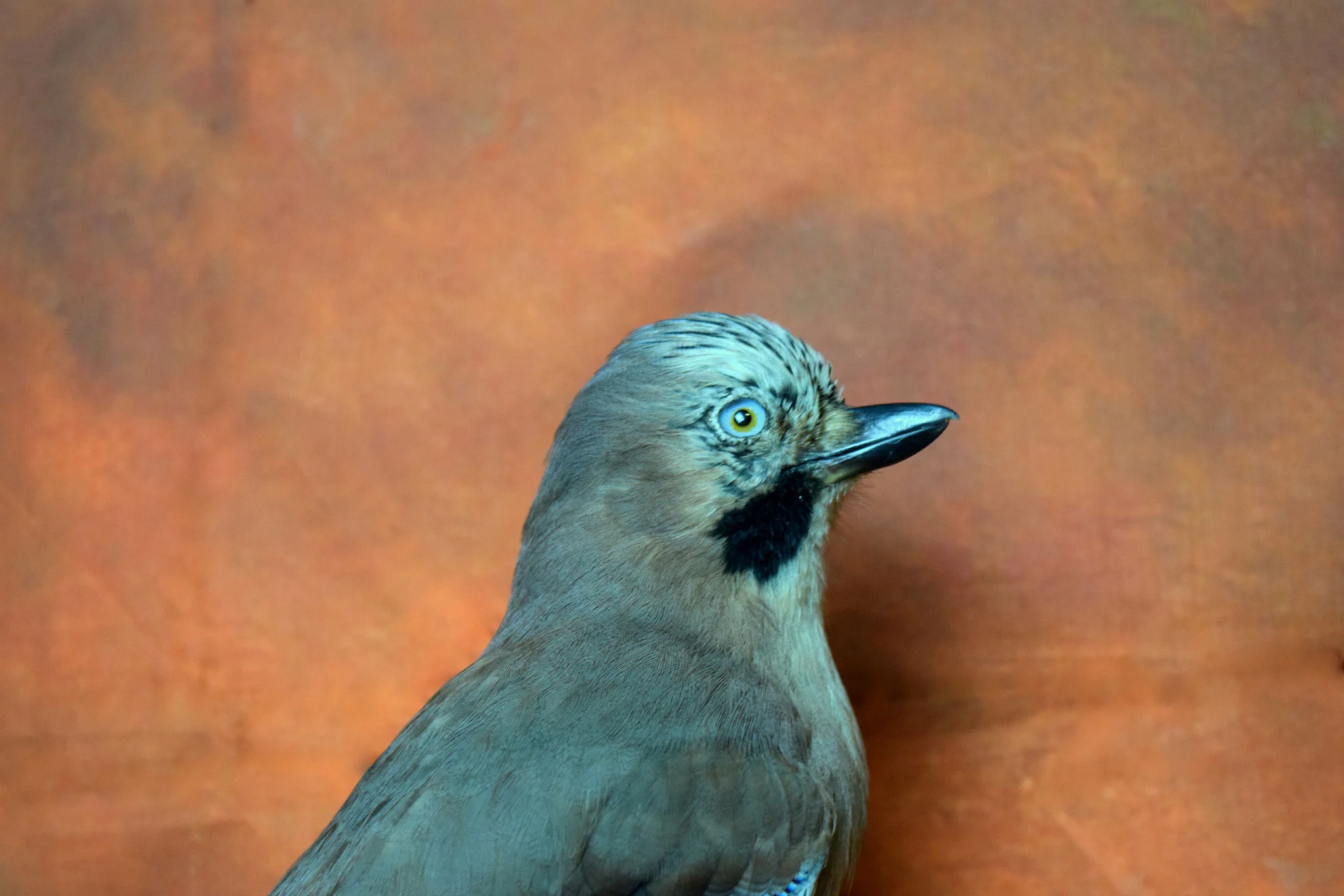 Bird2.jpg