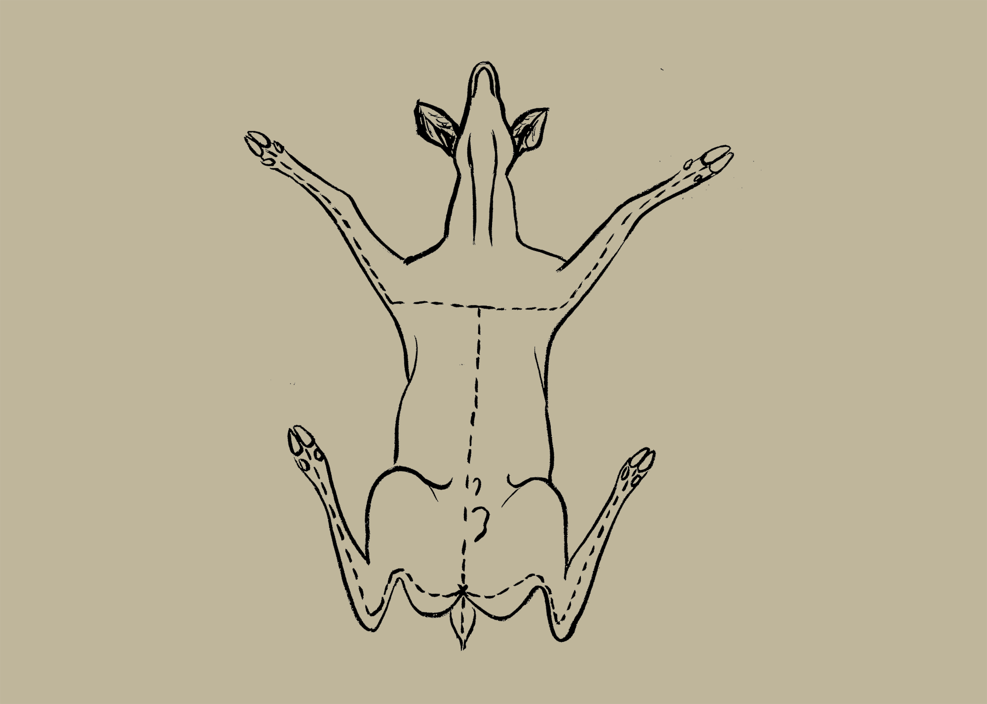 Sophia Tegel - R3 Brown.png
