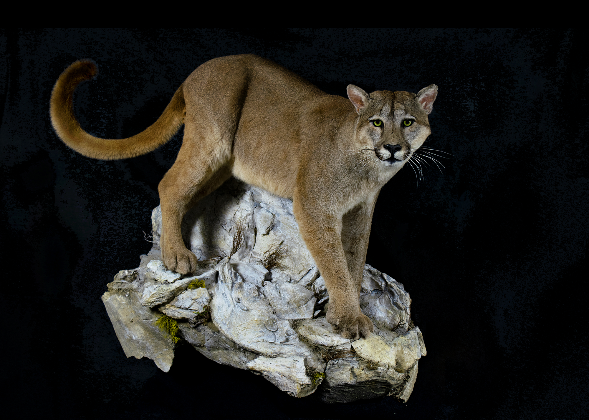 Sophia Tegel - Mountain Lion.png