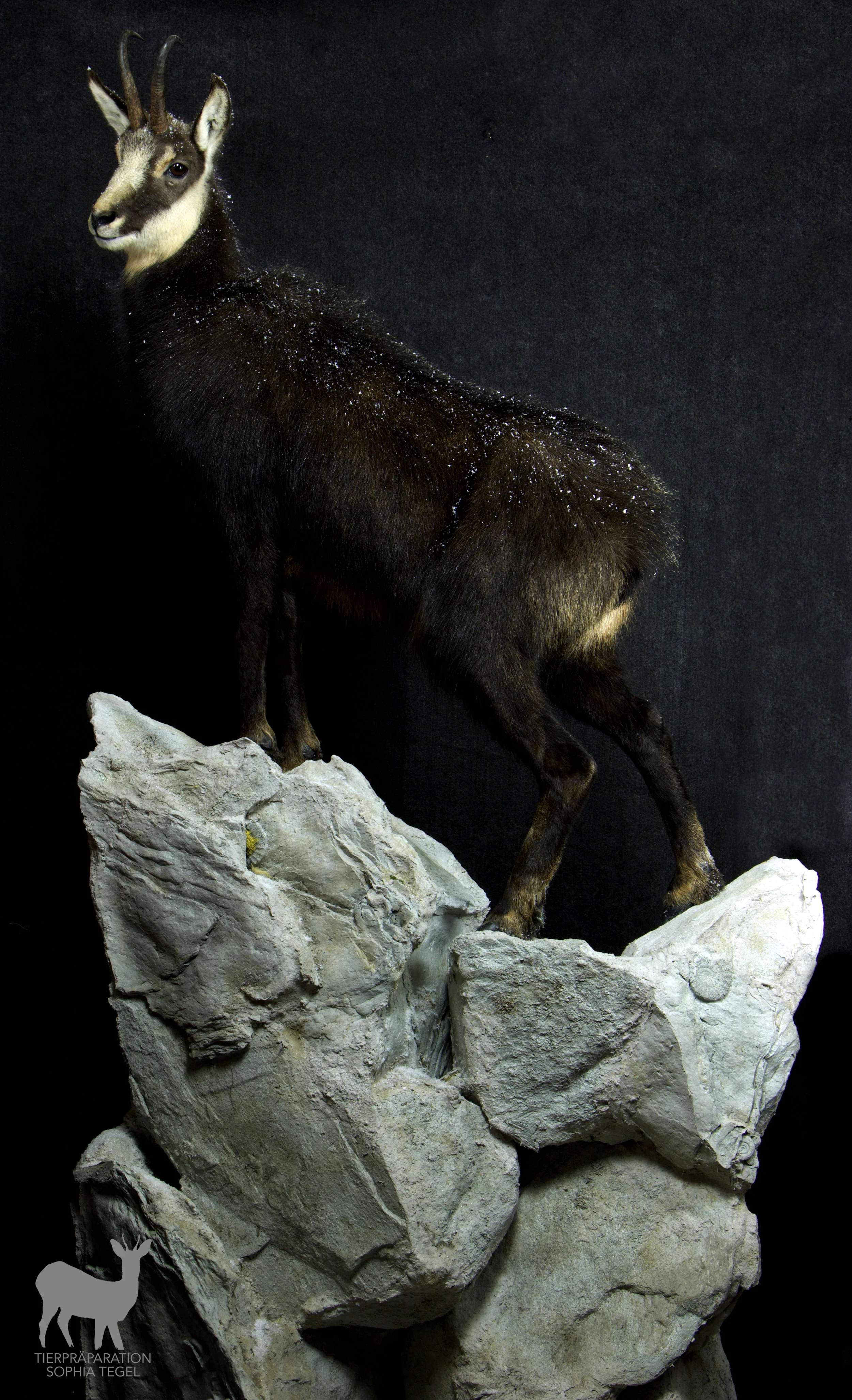  Gams Ganzpräparat, Tierpräparation, Gamsbock, Fullmount, Chamois, Taxidermy 