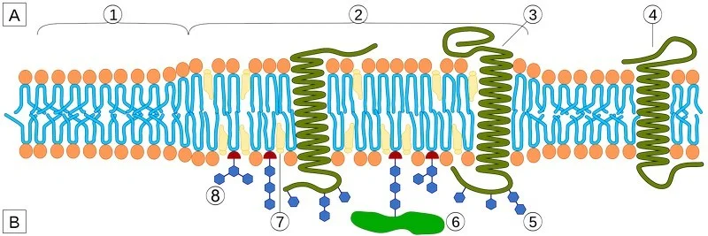 Figure 3 : Schematic representation of Lipid Raft. A Intracellular space or cytosol. B Extracellular space or vesicle/Golgi apparatus lumen. 1. Non-raft membrane, 2. Lipid raft, 3. Lipid raft associated transmembrane protein, 4. Non-raft membrane protein, 5. Glycosylation modifications (on glycoproteins and glycolipids), 6. GPI-anchored protein, 7. Cholesterol, 8. Glycolipid. ( Source )