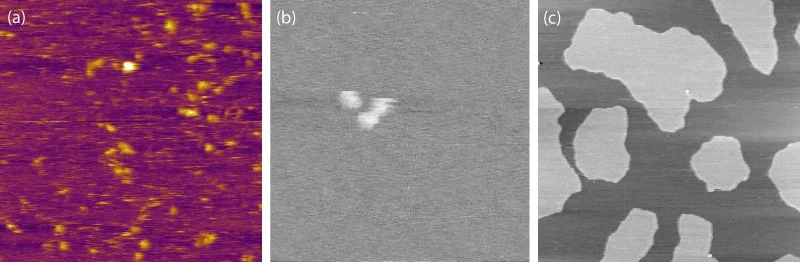 Figure 3 : (a) Wild Type Alpha-Synuclein monomers on mica imaged in PBS (AC Mode, 300nm x 300nm), (b) Beta amyloid monomers on mica imaged in sodium phosphate (AC mode, 250nm x 250nm), (c) DOPC, Sphingomyelin, and Cholesterol on mica imaged in sodium phosphate (AC mode, 5µm x 5µm).