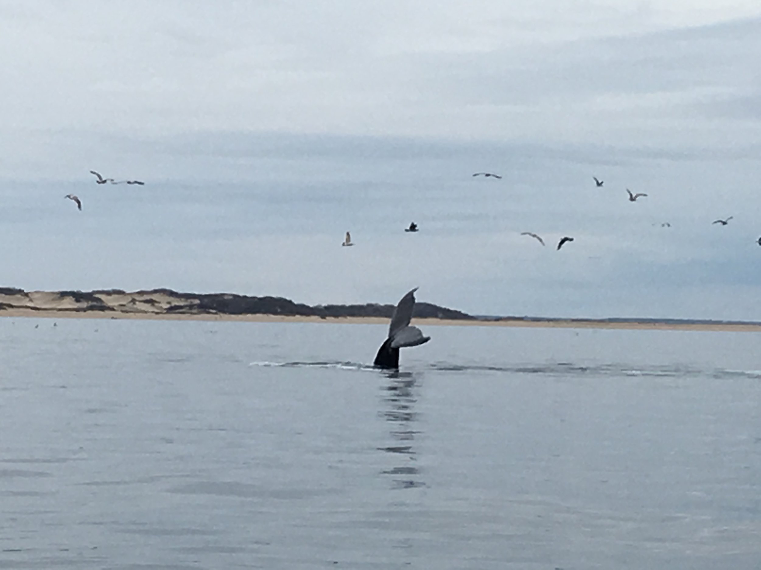 Whale Watch Charter — Hook Charters Provincetown Fishing Whale Watching & Sightseeing