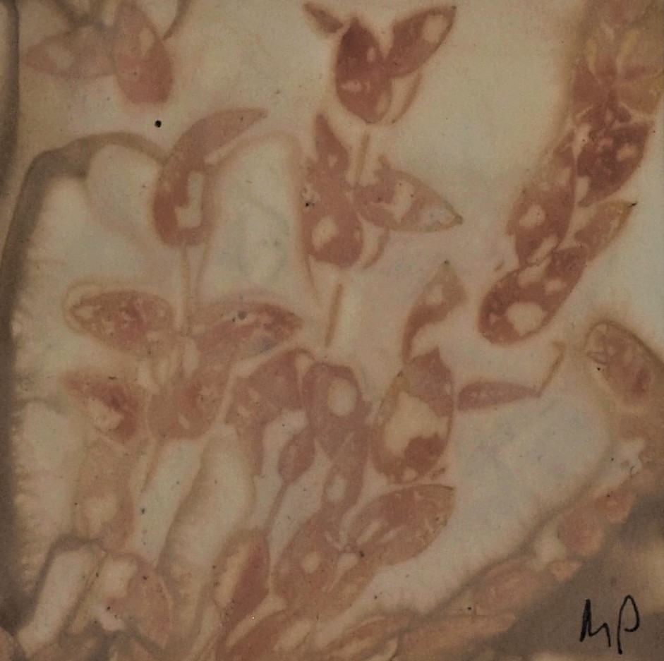 botanical printing paper 2.jpeg