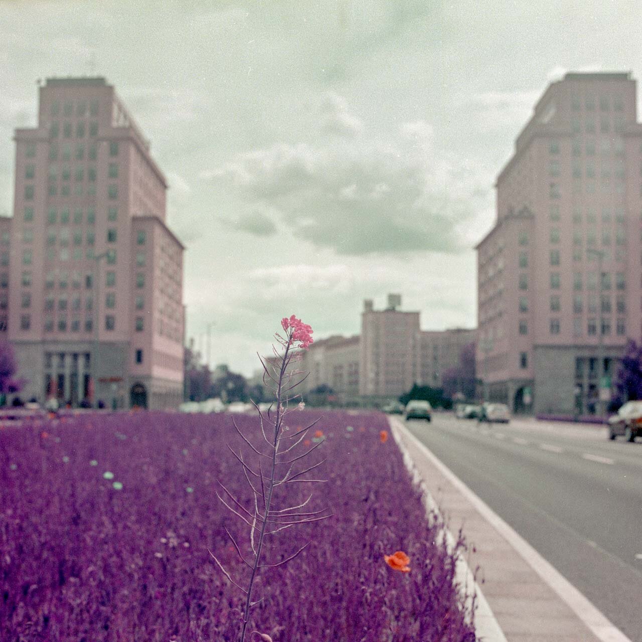 2021-05-26_Karl-Marx-Allee_Yashica_MAT-124_Lomo_Purple_web.jpg