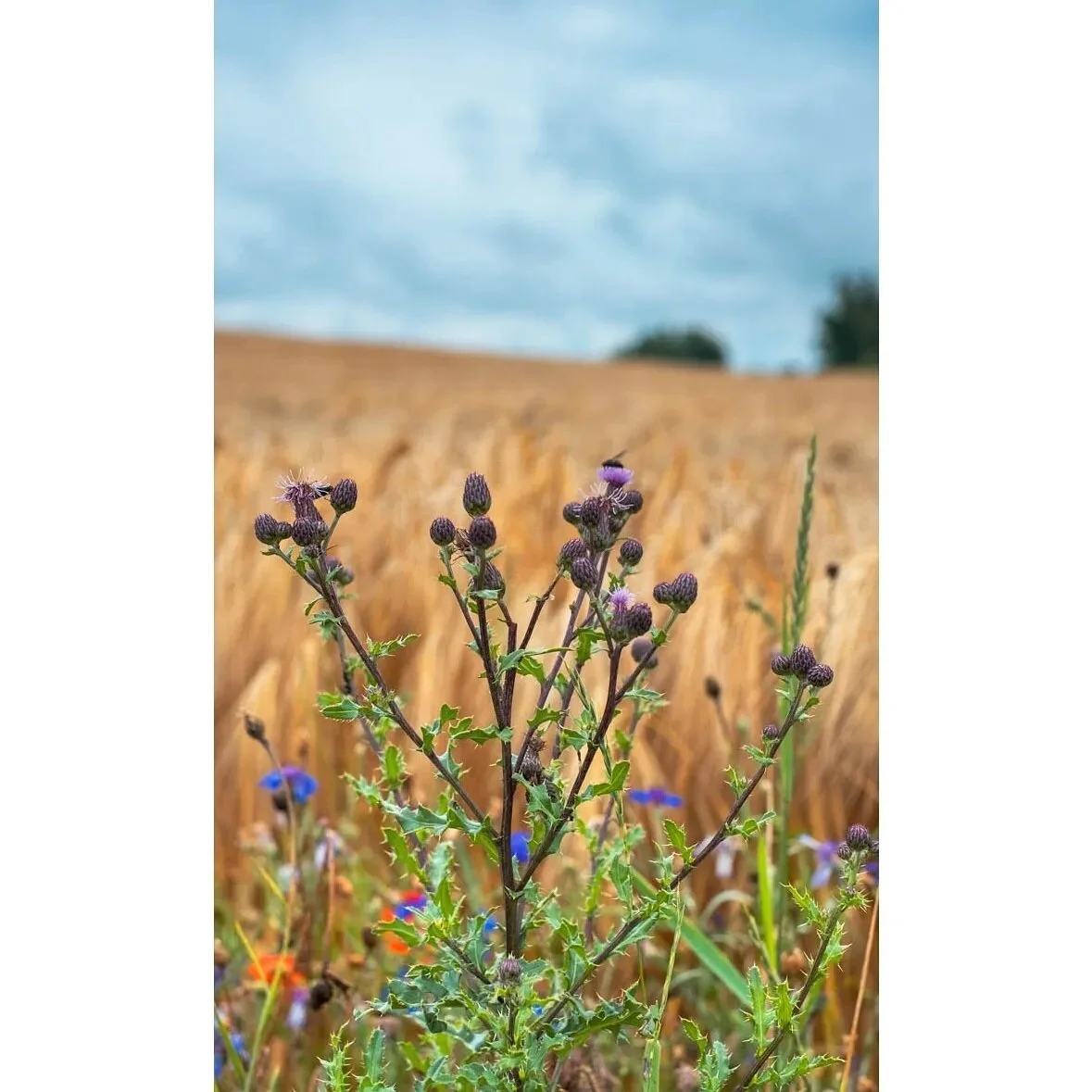 .
.
.
.
.
 #nature_brilliance #EarthVisuals #artofvisuals #welivetoexplore #natureaddict #naturediversity #ourplanetdaily #earth_deluxe #instanaturelover #nature_prefection #allnatureshots #unlimitedplanet  #FilmIsNotDead #filmphoto #kodak #thecreati