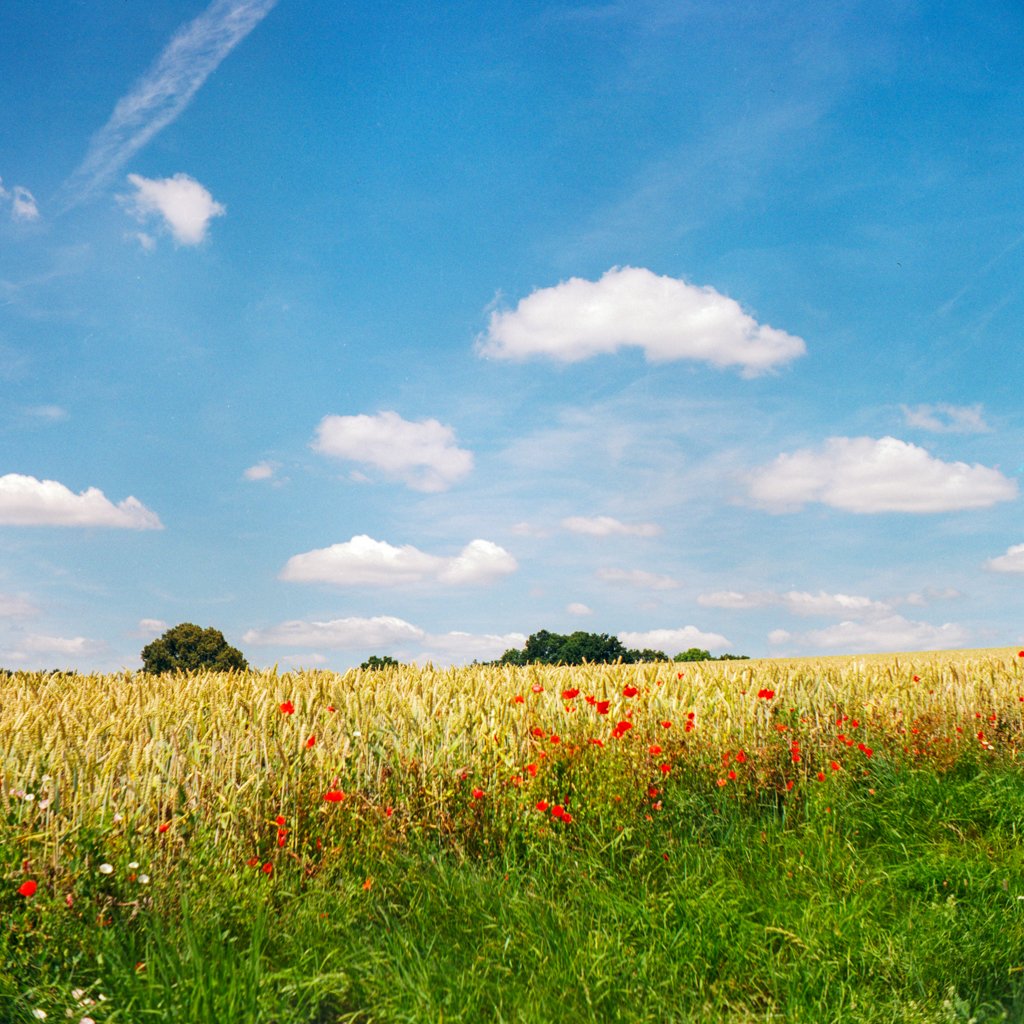 2020-04-20_Natur_Mohn_Weizenfeld_Stätzling_Franka_Solida_II_Fuji_Pro400H_web.jpg