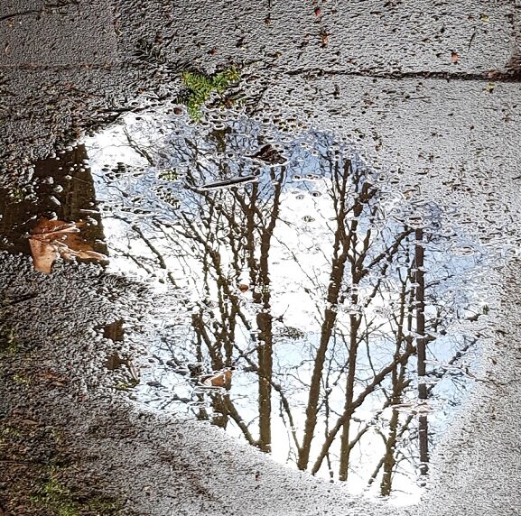 Trees in a puddle.jpg