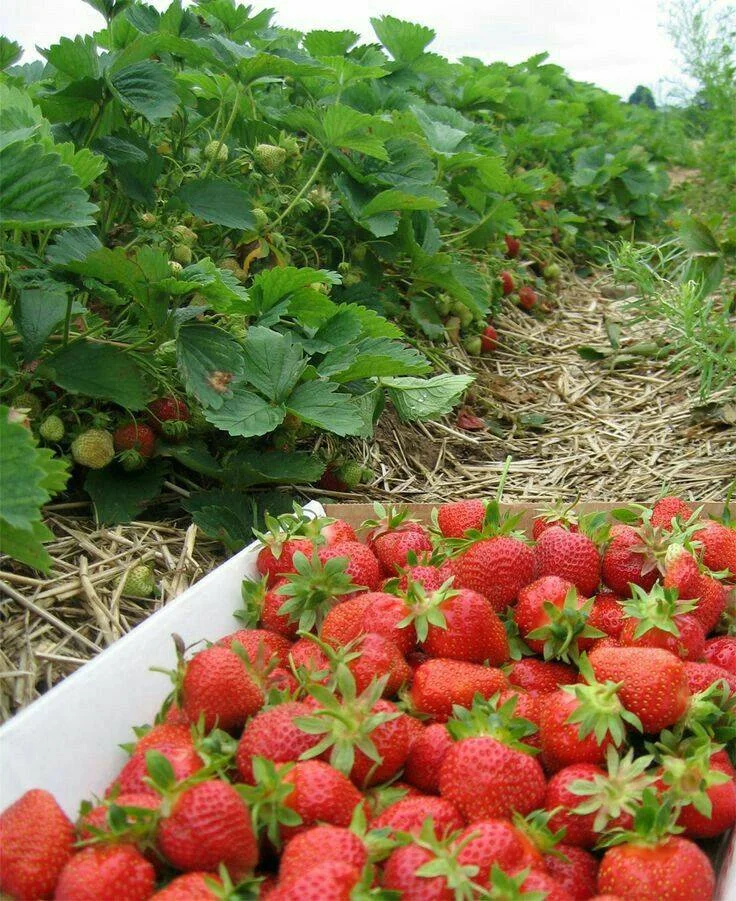 Greek strawberry harvest.jpg