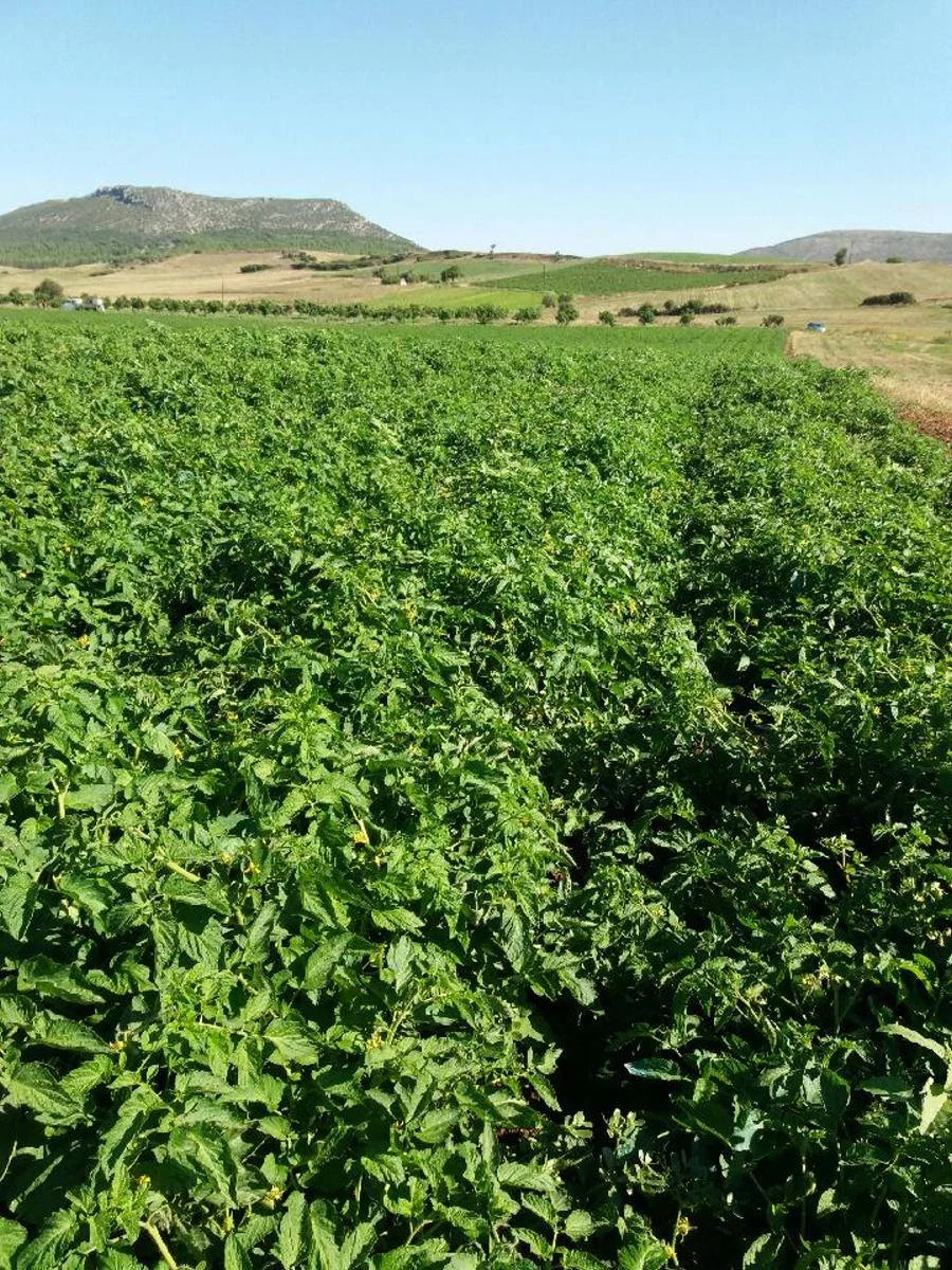 tomato farm.jpg