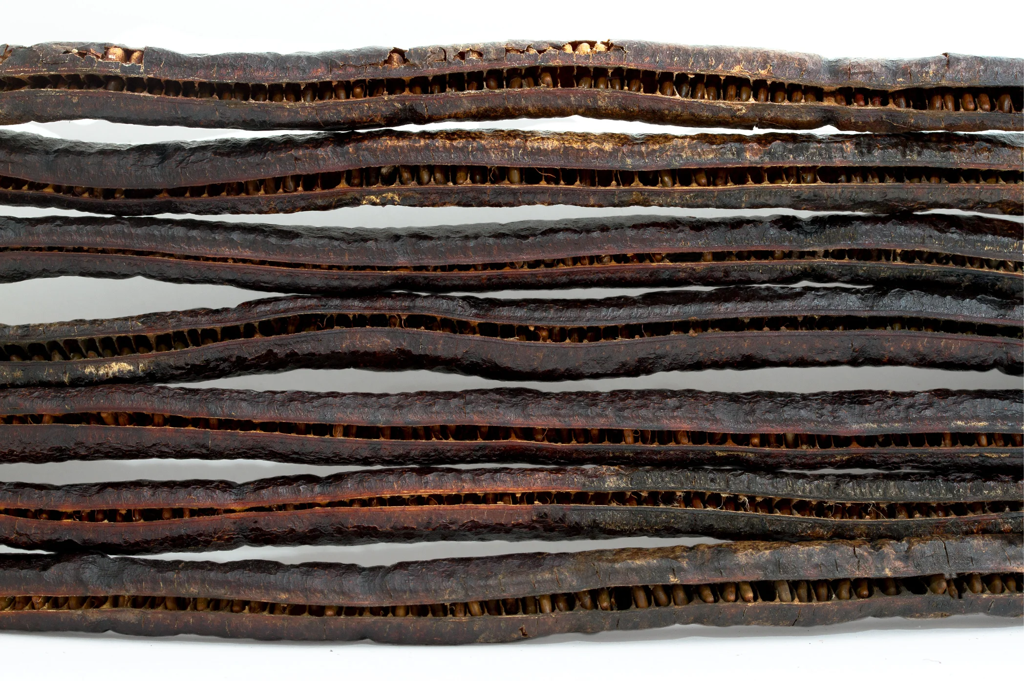 Cassia javanica.jpg