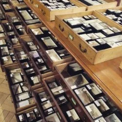 Photo of the Apocynaceae collection, a family exhibiting a rare evolution of dispersal mechanisms. Every box here has a story I want to tell.