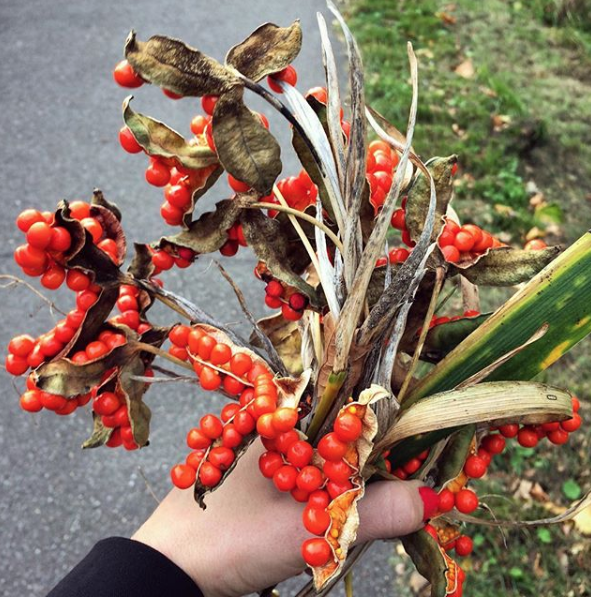 Iris foetidissima, collected in London.