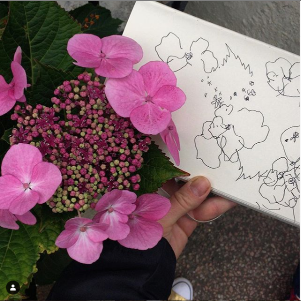 Hydrangea sp., blind contour drawing in Brighton.