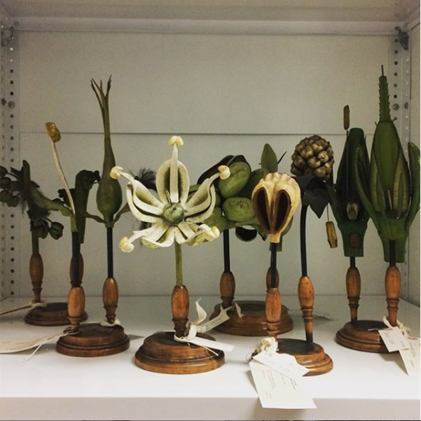 Fleet of German didactic botanic models, papier-mâche, Robert Brendel, 1875-1900. Blythe House, storage for London’s Science Museum.