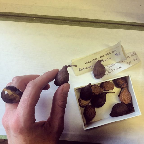Found a box of birds in the Herbarium. Podocarpus ensiculus & Podocarpus henkelii