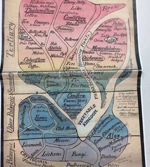 Henslow’s design for the university’s systematic garden.