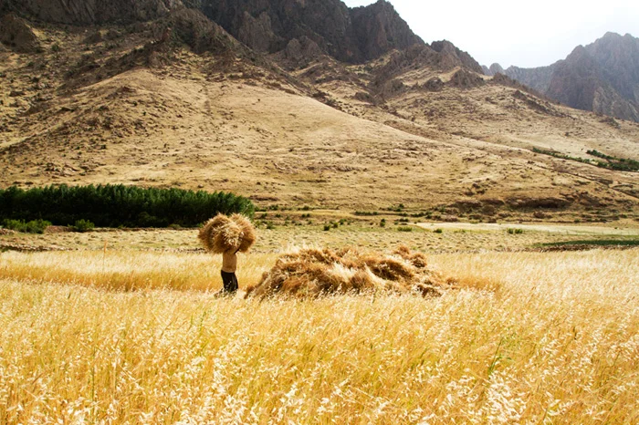  A woman carries bushels of wheat, unfortunately inedible. 